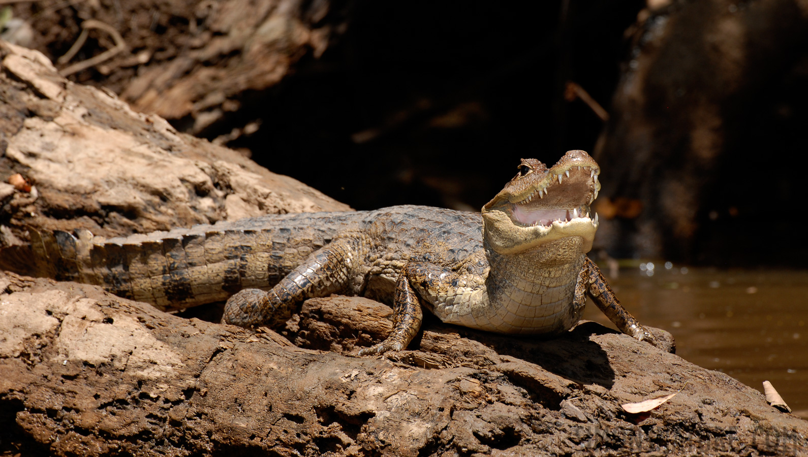 Caiman crocodilus [400 mm, 1/200 Sek. bei f / 7.1, ISO 200]